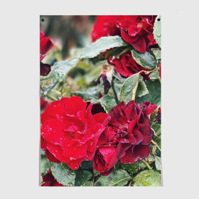 Постер с принтом Red Roses в Санкт-Петербурге, 100% бумага
 | бумага, плотность 150 мг. Матовая, но за счет высокого коэффициента гладкости имеет небольшой блеск и дает на свету блики, но в отличии от глянцевой бумаги не покрыта лаком | bush | floral | flower | garden | green | nature | red roses | бутоны | красная роза | куст | листья | природа | роза | сад | цветение | цветок | цветы