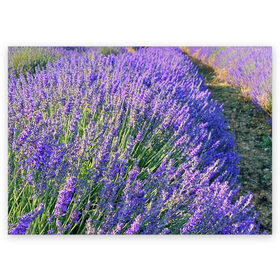 Поздравительная открытка с принтом Lavender field в Санкт-Петербурге, 100% бумага | плотность бумаги 280 г/м2, матовая, на обратной стороне линовка и место для марки
 | field | green | lavender | nature | summer | violet | бутон | клумба. | лаванда | лето | лиловый | поле | сиреневый | фиолетовый | цветение | цветок | цветы