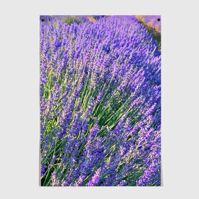 Постер с принтом Lavender field в Санкт-Петербурге, 100% бумага
 | бумага, плотность 150 мг. Матовая, но за счет высокого коэффициента гладкости имеет небольшой блеск и дает на свету блики, но в отличии от глянцевой бумаги не покрыта лаком | field | green | lavender | nature | summer | violet | бутон | клумба. | лаванда | лето | лиловый | поле | сиреневый | фиолетовый | цветение | цветок | цветы