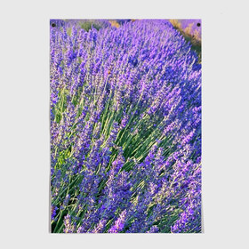 Постер с принтом Lavender field в Санкт-Петербурге, 100% бумага
 | бумага, плотность 150 мг. Матовая, но за счет высокого коэффициента гладкости имеет небольшой блеск и дает на свету блики, но в отличии от глянцевой бумаги не покрыта лаком | Тематика изображения на принте: field | green | lavender | nature | summer | violet | бутон | клумба. | лаванда | лето | лиловый | поле | сиреневый | фиолетовый | цветение | цветок | цветы