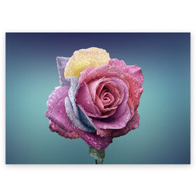 Поздравительная открытка с принтом Роза в Санкт-Петербурге, 100% бумага | плотность бумаги 280 г/м2, матовая, на обратной стороне линовка и место для марки
 | природа | разноцветная | разноцветные | растение | растения | роза | розочка | розочки | розы | цветная | цветные | цветок | цветы