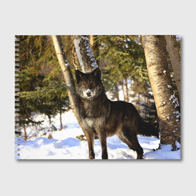 Альбом для рисования с принтом Волк и снег в Санкт-Петербурге, 100% бумага
 | матовая бумага, плотность 200 мг. | wolf | wolfs | волк | волки | волчара | животные | звири | зима | лес | природа | снег