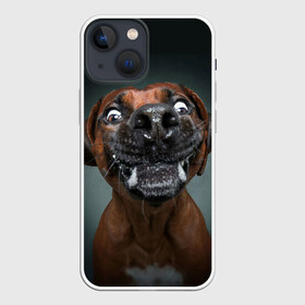 Чехол для iPhone 13 mini с принтом Это всё мне в Санкт-Петербурге,  |  | dog | зубы | лапы | мем | пес | прикол | слюни | смешные животные | собака | собачка | щенок | это всё мне | юмор | язык