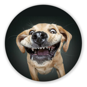 Коврик для мышки круглый с принтом Улыбающаяся Собака в Санкт-Петербурге, резина и полиэстер | круглая форма, изображение наносится на всю лицевую часть | dog | зубы | лапы | мем | пес | прикол | слюни | смешные животные | собака | собачка | улыбающаяся собака | улыбка | щенок | юмор | язык