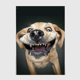 Постер с принтом Улыбающаяся Собака в Санкт-Петербурге, 100% бумага
 | бумага, плотность 150 мг. Матовая, но за счет высокого коэффициента гладкости имеет небольшой блеск и дает на свету блики, но в отличии от глянцевой бумаги не покрыта лаком | dog | зубы | лапы | мем | пес | прикол | слюни | смешные животные | собака | собачка | улыбающаяся собака | улыбка | щенок | юмор | язык
