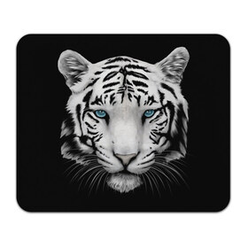 Коврик для мышки прямоугольный с принтом Белый тигр в Санкт-Петербурге, натуральный каучук | размер 230 х 185 мм; запечатка лицевой стороны | Тематика изображения на принте: белый тигр | крупный тигр | крупным планом | с голубыми глазами | тигры