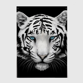 Постер с принтом Белый тигр в Санкт-Петербурге, 100% бумага
 | бумага, плотность 150 мг. Матовая, но за счет высокого коэффициента гладкости имеет небольшой блеск и дает на свету блики, но в отличии от глянцевой бумаги не покрыта лаком | белый тигр | крупный тигр | крупным планом | с голубыми глазами | тигры