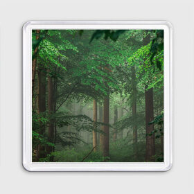 Магнит 55*55 с принтом Тропический лес в Санкт-Петербурге, Пластик | Размер: 65*65 мм; Размер печати: 55*55 мм | Тематика изображения на принте: деревья | джунгли | зеленый лес | зелень | лес | тропики | тропический лес