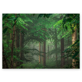 Поздравительная открытка с принтом Тропический лес в Санкт-Петербурге, 100% бумага | плотность бумаги 280 г/м2, матовая, на обратной стороне линовка и место для марки
 | деревья | джунгли | зеленый лес | зелень | лес | тропики | тропический лес