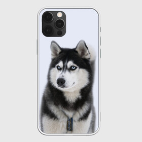 Чехол для iPhone 12 Pro с принтом ХАСКИ в Санкт-Петербурге, силикон | область печати: задняя сторона чехла, без боковых панелей | dog | husky | милый | пес | песик | собака | собачка | хаски | щенок