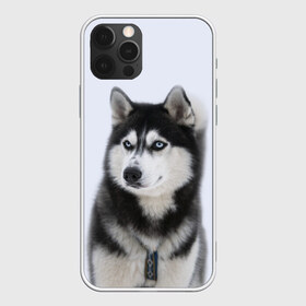 Чехол для iPhone 12 Pro Max с принтом ХАСКИ в Санкт-Петербурге, Силикон |  | Тематика изображения на принте: dog | husky | милый | пес | песик | собака | собачка | хаски | щенок
