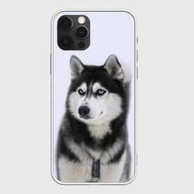 Чехол для iPhone 12 Pro Max с принтом ХАСКИ в Санкт-Петербурге, Силикон |  | dog | husky | милый | пес | песик | собака | собачка | хаски | щенок