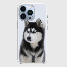 Чехол для iPhone 13 Pro с принтом ХАСКИ в Санкт-Петербурге,  |  | dog | husky | милый | пес | песик | собака | собачка | хаски | щенок