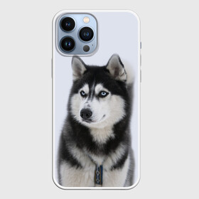 Чехол для iPhone 13 Pro Max с принтом ХАСКИ в Санкт-Петербурге,  |  | dog | husky | милый | пес | песик | собака | собачка | хаски | щенок