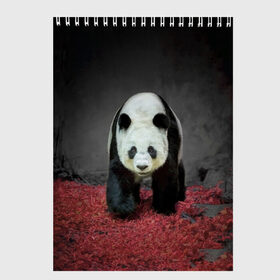 Скетчбук с принтом ПАНДА в Санкт-Петербурге, 100% бумага
 | 48 листов, плотность листов — 100 г/м2, плотность картонной обложки — 250 г/м2. Листы скреплены сверху удобной пружинной спиралью | panda | большая | в зоопарке | забавная | медведь | милая | панда | пандочка