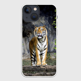 Чехол для iPhone 13 mini с принтом ТИГР В ЛЕСУ в Санкт-Петербурге,  |  | tiger | амурский | бенгальский | в зоопарке | в лесу | дикий | кошка | крупная | полосатый | тигр | тигренок | тигрица