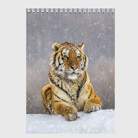 Скетчбук с принтом ТИГР ЗИМОЙ в Санкт-Петербурге, 100% бумага
 | 48 листов, плотность листов — 100 г/м2, плотность картонной обложки — 250 г/м2. Листы скреплены сверху удобной пружинной спиралью | Тематика изображения на принте: tiger | амурский | бенгальский | дикий | зима | зимой | кошка | крупная | полосатый | тигр | тигренок | тигрица