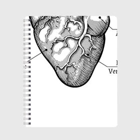 Тетрадь с принтом Схема сердца в Санкт-Петербурге, 100% бумага | 48 листов, плотность листов — 60 г/м2, плотность картонной обложки — 250 г/м2. Листы скреплены сбоку удобной пружинной спиралью. Уголки страниц и обложки скругленные. Цвет линий — светло-серый
 | Тематика изображения на принте: надписи | органы | сердце | схема