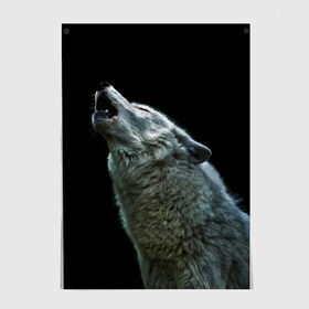 Постер с принтом Воющий волк в Санкт-Петербурге, 100% бумага
 | бумага, плотность 150 мг. Матовая, но за счет высокого коэффициента гладкости имеет небольшой блеск и дает на свету блики, но в отличии от глянцевой бумаги не покрыта лаком | ауф | волк | воющий волк | животное | зверь