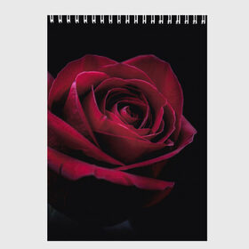 Скетчбук с принтом роза в Санкт-Петербурге, 100% бумага
 | 48 листов, плотность листов — 100 г/м2, плотность картонной обложки — 250 г/м2. Листы скреплены сверху удобной пружинной спиралью | Тематика изображения на принте: гибридная роза | красная роза | роза | чайная роза | черная роза
