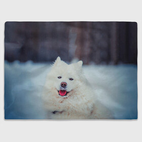 Плед 3D с принтом САМОЕД в Санкт-Петербурге, 100% полиэстер | закругленные углы, все края обработаны. Ткань не мнется и не растягивается | animals | dog | winter | домашние | друг | животные | звери | зима | лайка | пес | песель | природа | пушистый | самоед | собаки | собачка | хаски