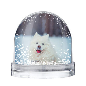 Снежный шар с принтом САМОЕД в Санкт-Петербурге, Пластик | Изображение внутри шара печатается на глянцевой фотобумаге с двух сторон | animals | dog | winter | домашние | друг | животные | звери | зима | лайка | пес | песель | природа | пушистый | самоед | собаки | собачка | хаски