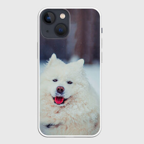 Чехол для iPhone 13 mini с принтом САМОЕД в Санкт-Петербурге,  |  | animals | dog | winter | домашние | друг | животные | звери | зима | лайка | пес | песель | природа | пушистый | самоед | собаки | собачка | хаски