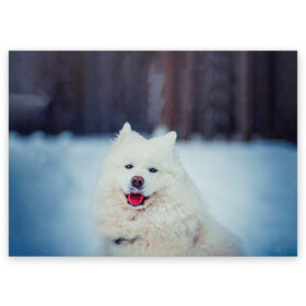 Поздравительная открытка с принтом САМОЕД в Санкт-Петербурге, 100% бумага | плотность бумаги 280 г/м2, матовая, на обратной стороне линовка и место для марки
 | animals | dog | winter | домашние | друг | животные | звери | зима | лайка | пес | песель | природа | пушистый | самоед | собаки | собачка | хаски