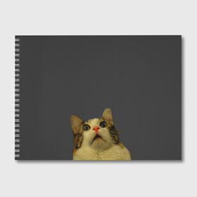 Альбом для рисования с принтом Коте смотрит вверх в Санкт-Петербурге, 100% бумага
 | матовая бумага, плотность 200 мг. | cat | up | вверх | кот | подглядывание | удивление