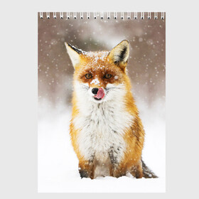 Скетчбук с принтом Лиса в Санкт-Петербурге, 100% бумага
 | 48 листов, плотность листов — 100 г/м2, плотность картонной обложки — 250 г/м2. Листы скреплены сверху удобной пружинной спиралью | Тематика изображения на принте: animal | fox | foxy | snow | winter | животное | животные | звери | зверь | зима | лиса | лисица | мороз | рыжая | снег | снежинка