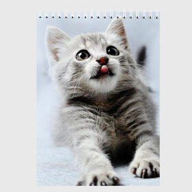 Скетчбук с принтом серый котенок в Санкт-Петербурге, 100% бумага
 | 48 листов, плотность листов — 100 г/м2, плотность картонной обложки — 250 г/м2. Листы скреплены сверху удобной пружинной спиралью | grey kitten | kitten | котенок | милый котенок | серый котенок