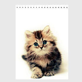 Скетчбук с принтом катёнок в Санкт-Петербурге, 100% бумага
 | 48 листов, плотность листов — 100 г/м2, плотность картонной обложки — 250 г/м2. Листы скреплены сверху удобной пружинной спиралью | cute kitten | kitten | котёнок | красивый котёнок | милый котёнок