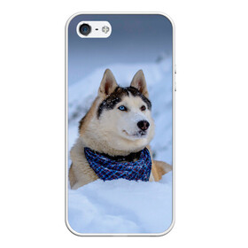 Чехол для iPhone 5/5S матовый с принтом Хаски в Санкт-Петербурге, Силикон | Область печати: задняя сторона чехла, без боковых панелей | dog | животные | пес | природа | собака | собаки | собакчка | собачки | хаски