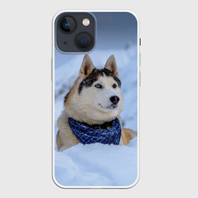Чехол для iPhone 13 mini с принтом Хаски в Санкт-Петербурге,  |  | dog | животные | пес | природа | собака | собаки | собакчка | собачки | хаски