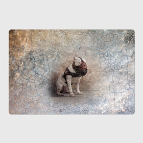Магнитный плакат 3Х2 с принтом Бойцовый бультерьер в Санкт-Петербурге, Полимерный материал с магнитным слоем | 6 деталей размером 9*9 см | Тематика изображения на принте: bull terrier | dog | ears | eyes | muzzle | paws | plaster | texture | wall | бультерьер | глаза | лапы | намордник | пёс | собака | стена | текстура | уши | штукатурка