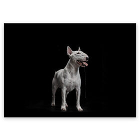 Поздравительная открытка с принтом Bully в Санкт-Петербурге, 100% бумага | плотность бумаги 280 г/м2, матовая, на обратной стороне линовка и место для марки
 | bull terrier | dog | ears | eyes | fangs | jaw | muzzle | paws | saliva | tongue | бультерьер | глаза | клыки | лапы | нос | пасть | слюна | собака | уши | язык
