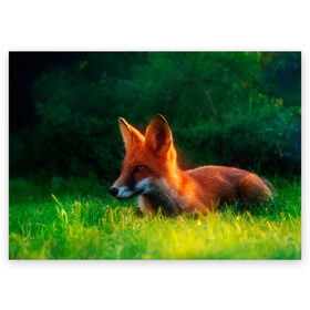 Поздравительная открытка с принтом Рыжая лиса в Санкт-Петербурге, 100% бумага | плотность бумаги 280 г/м2, матовая, на обратной стороне линовка и место для марки
 | fox | foxy | животное | звери | лиса | лисенок | лисичка | милая | рыжая | фокс