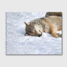 Альбом для рисования с принтом Спящий Волк в Санкт-Петербурге, 100% бумага
 | матовая бумага, плотность 200 мг. | animals | wolf | волк | волки | животные | звери | зверь | одиночество | одиночка | пёс | собака | спящий волк