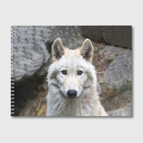 Альбом для рисования с принтом Волк в Санкт-Петербурге, 100% бумага
 | матовая бумага, плотность 200 мг. | animals | wolf | волк | волки | животные | звери | зверь | луна | одиночество | одиночка | пёс | собака