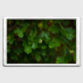 Магнит 45*70 с принтом Паучок в Санкт-Петербурге, Пластик | Размер: 78*52 мм; Размер печати: 70*45 | spider | web | зелень | лес | макро | паук | паутина | природа