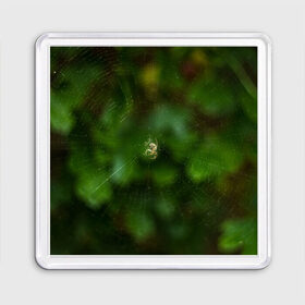 Магнит 55*55 с принтом Паучок в Санкт-Петербурге, Пластик | Размер: 65*65 мм; Размер печати: 55*55 мм | spider | web | зелень | лес | макро | паук | паутина | природа