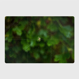Магнитный плакат 3Х2 с принтом Паучок в Санкт-Петербурге, Полимерный материал с магнитным слоем | 6 деталей размером 9*9 см | spider | web | зелень | лес | макро | паук | паутина | природа