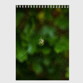 Скетчбук с принтом Паучок в Санкт-Петербурге, 100% бумага
 | 48 листов, плотность листов — 100 г/м2, плотность картонной обложки — 250 г/м2. Листы скреплены сверху удобной пружинной спиралью | spider | web | зелень | лес | макро | паук | паутина | природа