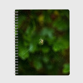 Тетрадь с принтом Паучок в Санкт-Петербурге, 100% бумага | 48 листов, плотность листов — 60 г/м2, плотность картонной обложки — 250 г/м2. Листы скреплены сбоку удобной пружинной спиралью. Уголки страниц и обложки скругленные. Цвет линий — светло-серый
 | spider | web | зелень | лес | макро | паук | паутина | природа