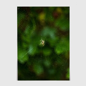 Постер с принтом Паучок в Санкт-Петербурге, 100% бумага
 | бумага, плотность 150 мг. Матовая, но за счет высокого коэффициента гладкости имеет небольшой блеск и дает на свету блики, но в отличии от глянцевой бумаги не покрыта лаком | spider | web | зелень | лес | макро | паук | паутина | природа