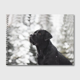 Альбом для рисования с принтом Лабрадор Марк в Санкт-Петербурге, 100% бумага
 | матовая бумага, плотность 200 мг. | dog | winter | животные | зима | лабрадор | лабрадор ретривер | снег | собака