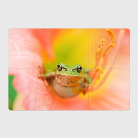 Магнитный плакат 3Х2 с принтом лягушка в цветке мило в Санкт-Петербурге, Полимерный материал с магнитным слоем | 6 деталей размером 9*9 см | жаба | жабка | земноводное | ква | квакуха | лягушенок | лягушка | макро | мило | природа | пыльца | цветок