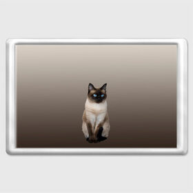 Магнит 45*70 с принтом Сиамский кот голубые глаза в Санкт-Петербурге, Пластик | Размер: 78*52 мм; Размер печати: 70*45 | арт | бежевый | градиент | киса | коричневый | кот | котейка | котенок | котик | котэ | кошка | реализм | сиамец | сиамский