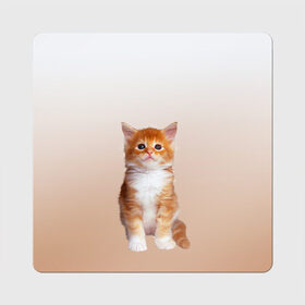 Магнит виниловый Квадрат с принтом бело-рыжий котенок реализм в Санкт-Петербурге, полимерный материал с магнитным слоем | размер 9*9 см, закругленные углы | Тематика изображения на принте: cat | kitten | бело рыжий | градиент | кот | котейка | котенок | котеночек | котик | котофей | котэ | кошка | малыш | милаш | мяу | нэко | реализм | рыже белый