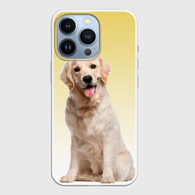 Чехол для iPhone 13 Pro с принтом Лабрадор ретривер пес в Санкт-Петербурге,  |  | домашние любимцы | друг | животные | золотистый ретривер | лабрадор | пес | питомец | породистый | собака